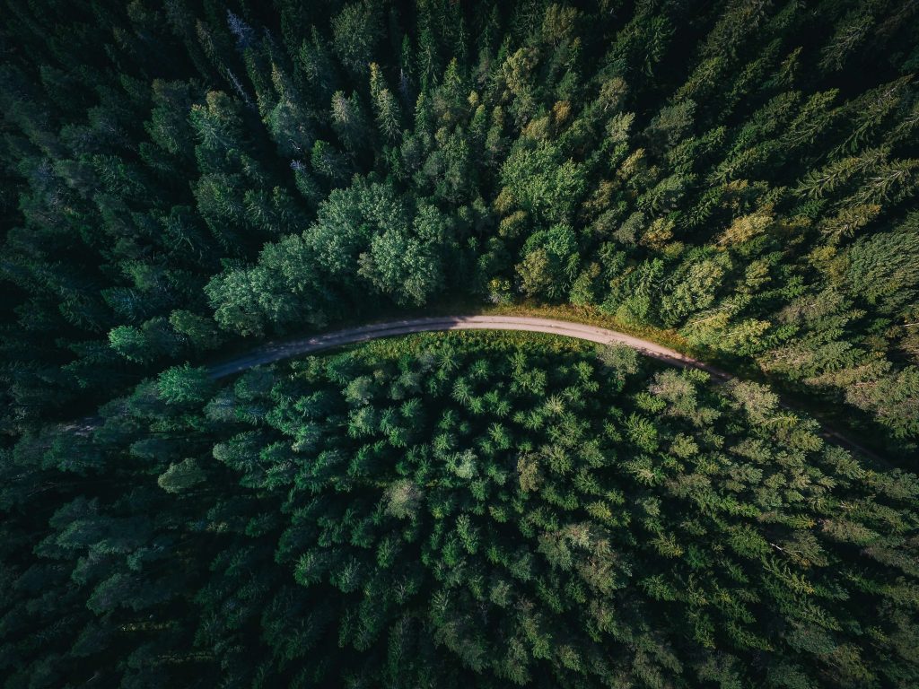 Isolated road through green forest
