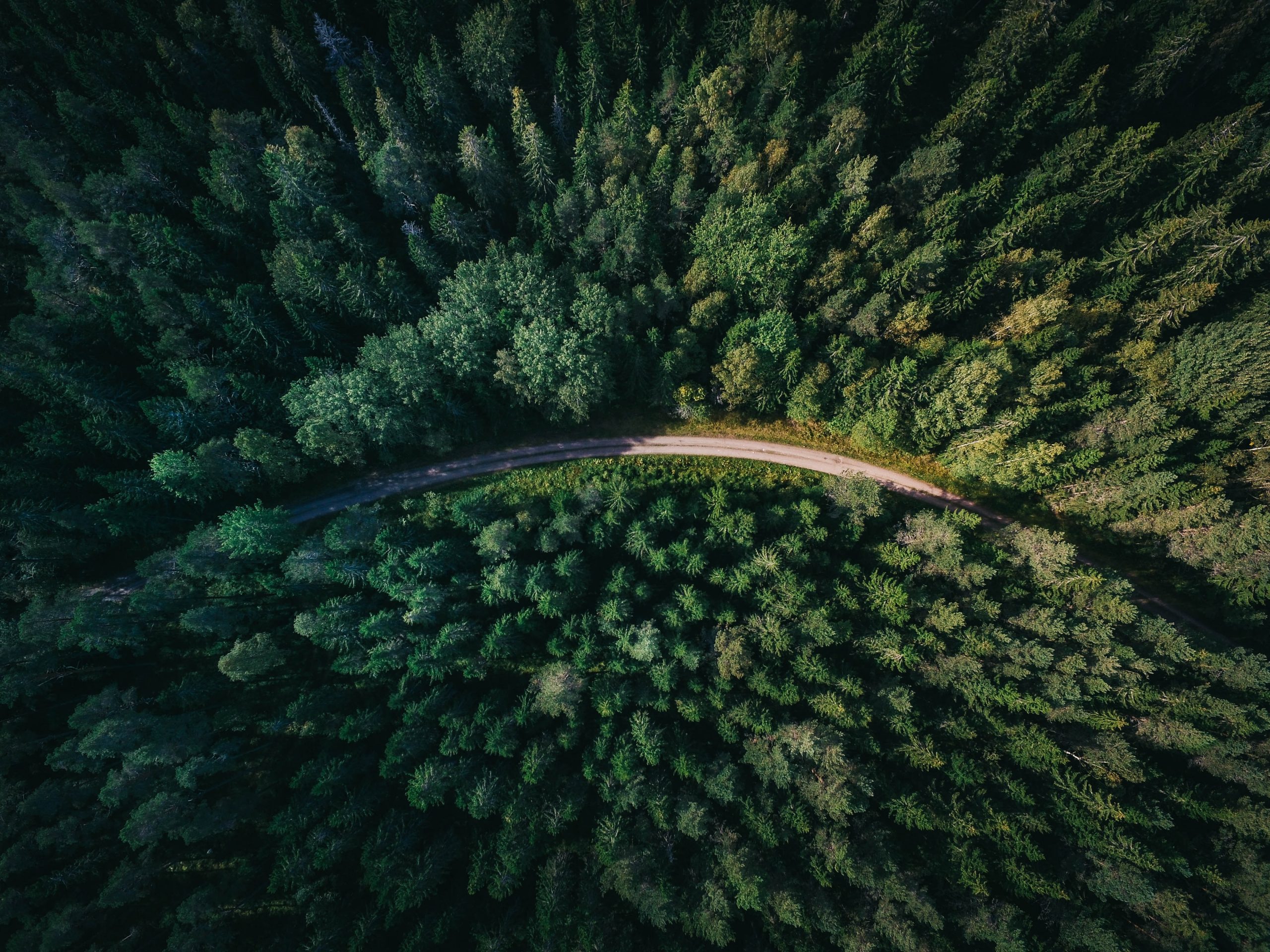 ariel-view-of-single-road-through-forest